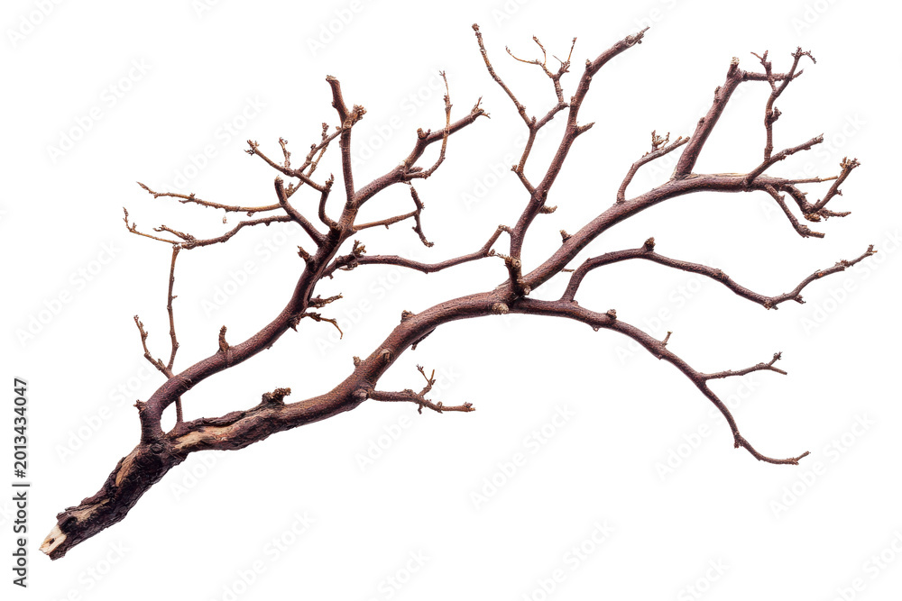 Fototapeta premium Detailed Monochrome Branching Structure Resembling Neurons Or Coral On Black Background branches network