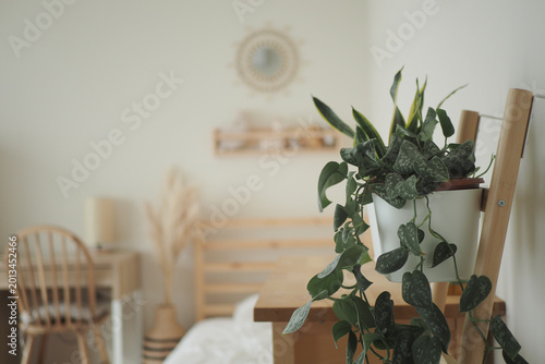 Indoor plant arrangement in a simple room