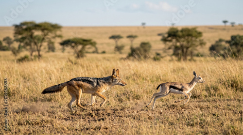 Canvastavla The black-backed jackal (Lupulella mesomelas) hunting young gazelle in African savannah, South Africa