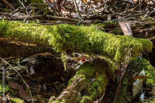 Rainforest life