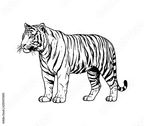 Majestic tiger standing tall in a bold black and white outline illustration with detailed stripes