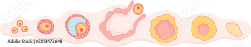 Photos Ovarian and menstrual cycle