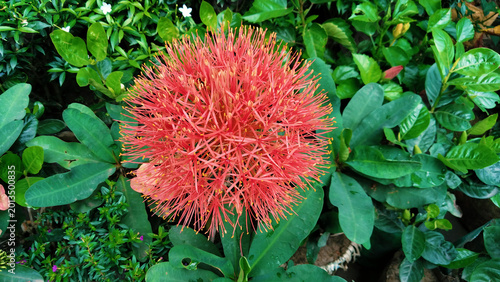 Canvastavla Round red scadoxus katharinae flower head with tropical