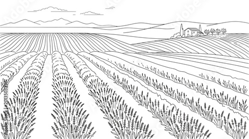 Photography Rows of wheat in a field.