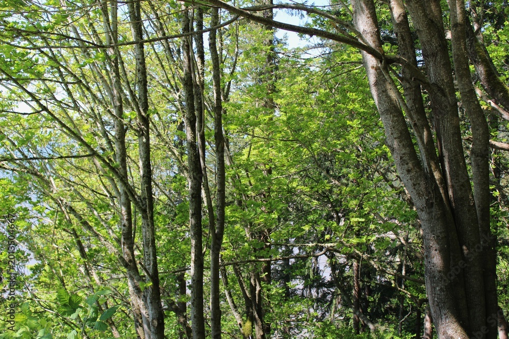Fototapeta premium Tree branches with fresh green leaves in spring