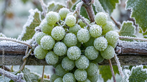 Hyper Realistic Close Up Photography Of Fresh Crisp Green Grapes Covered In Delicate Morning Frost And Ice