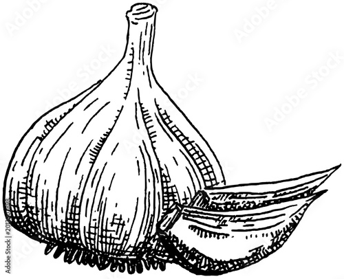 A Garlic bulb and cloves illustration, Use by Pen & Ink Sketch Drawing Technique. Hand drawn sketch.