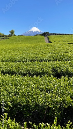 茶畑