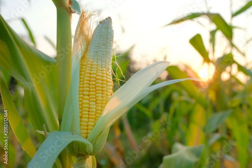 Картината върху платно Golden Corn Amidst Green Foliage: A close-up view of a vibrant corn cob, encased in its lush, green leaves, bathed in the warm, golden light of the sun, celebrating agricultural beauty