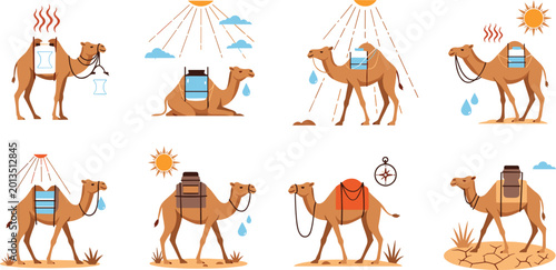 Canvastavla Camel adaptation in desert environment vector illustration set showing heat regu