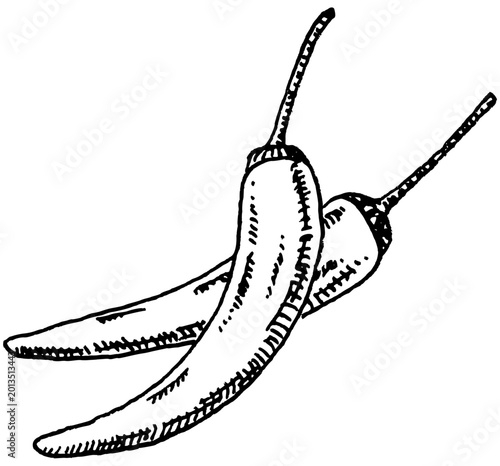 Chilies illustration, Use by Pen & Ink Sketch Drawing Technique. Hand drawn sketch.