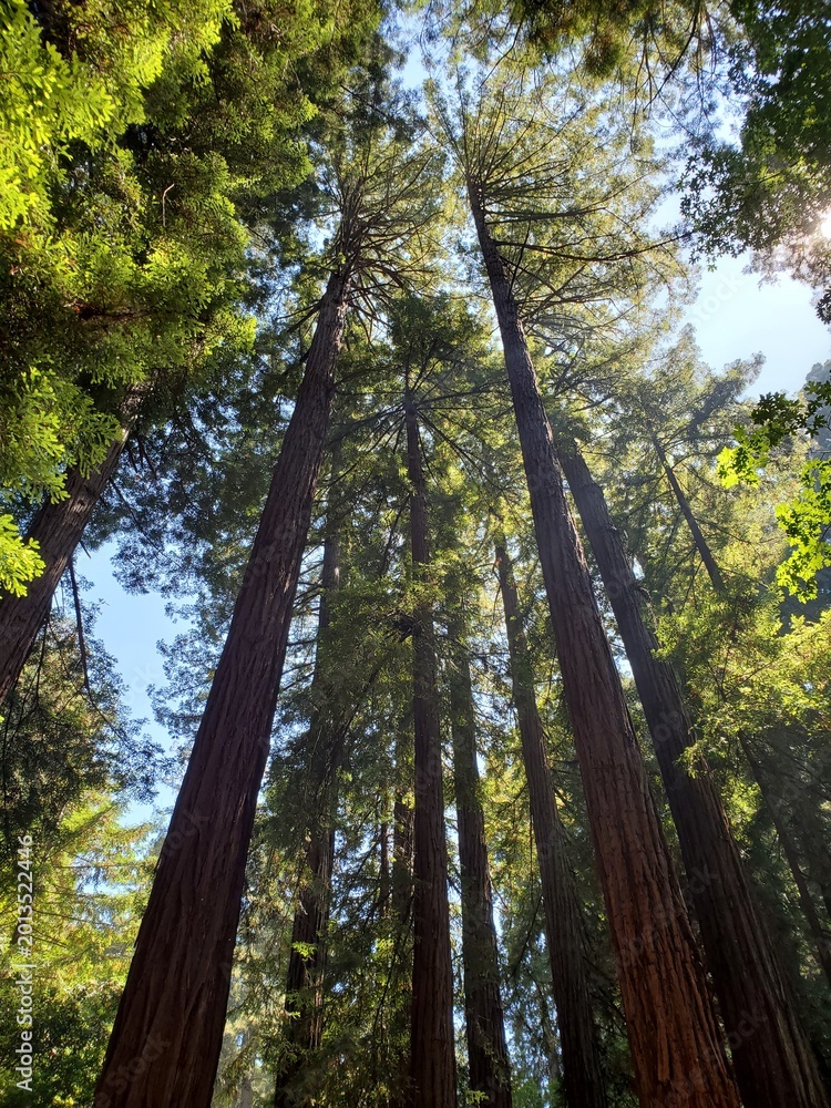Fototapeta premium Tall Trees in Muir Woods National Monument near San Francisco, California