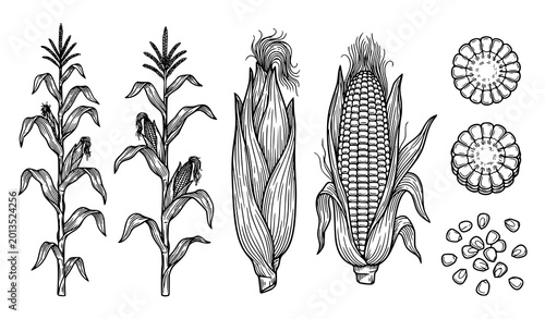 Photos Corn outline sketch vector set – sweetcorn plant, cob, and kernels illustration