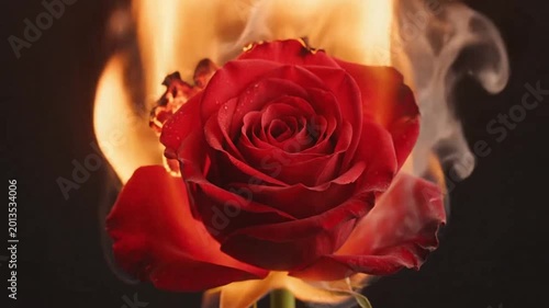Burning red rose perfect for UI/UX design and motion graphics