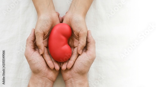 Kidney, organ donation, health, medical, hands, transplant, donation concept with male and female hands cupping a red kidney model on a white background with ample copy space.
