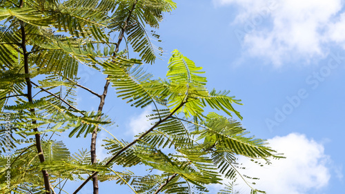 Billede på lærred Low angle view of bright green, feathery fern-like leaves of a tropical tree against a vibrant blue sky with fluffy white clouds, highlighting the delicate texture and natural pattern of the foliage