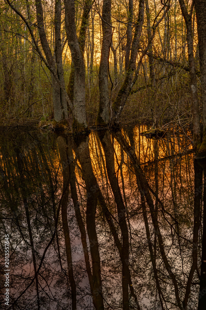 Fototapeta premium Stockholm, Sweden The Kyrksjolotens nature reserve near a small lake in the Bromma suburb at sunrise.