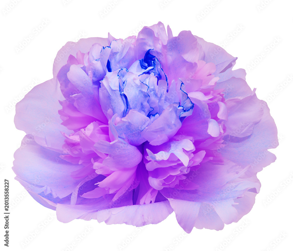 Fototapeta premium Peony flower on isolated background with clipping path. Closeup. For design. Transparent background 