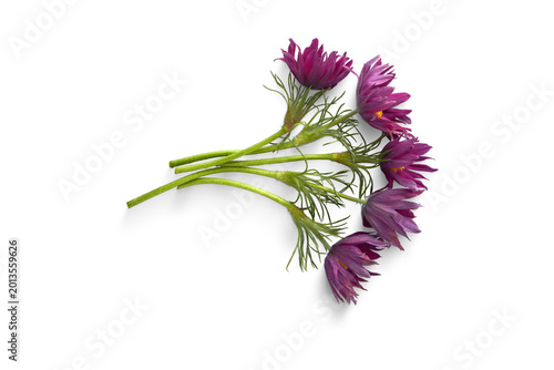 Foto Cluster of purple pasqueflowers on white background with purple flower feathery leaves plant life living organism pasqueflower isolated studio shot delicate botanical