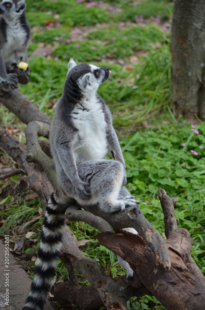 Fototapeta premium ring tailed lemur