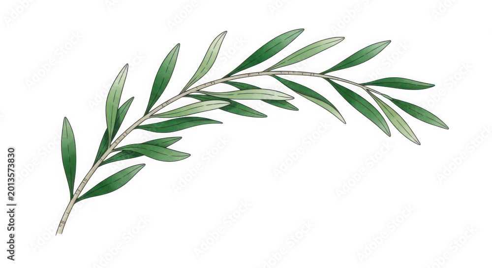 Obraz premium 3d olive branch with green leaves isolated on transparent background