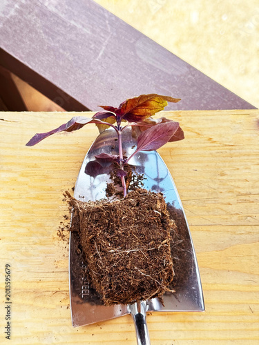 A purple basil sprout with a lump of peat ready for planting rests on a small garden trowel against a wooden background.