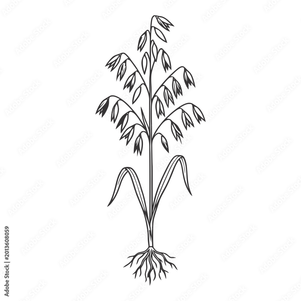 Obraz premium Hand Drawn Oat Plant Illustration with Roots and Leaves on White Background