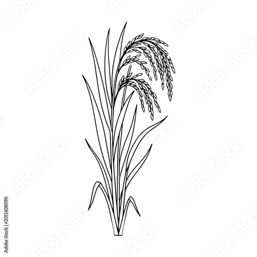 Rice Plant Illustration with Grain Heads in Line Art Style