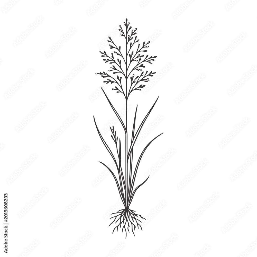 Obraz premium Teff Grass Plant Illustration with Roots and Seed Head in Line Art Style