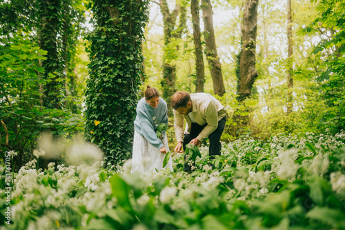 Bild auf Leinwand Couple forages for wild garlic in a lush, green woodland in springtime