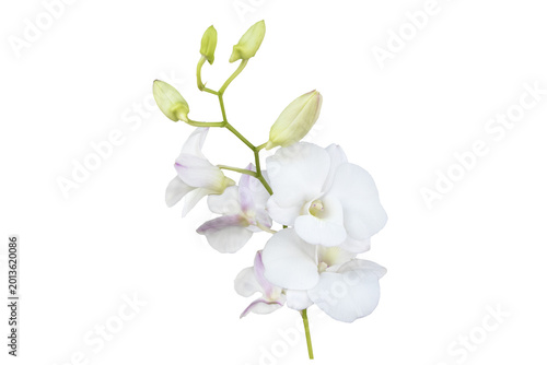 white flowers orchids arrangement flat lay postcard style 