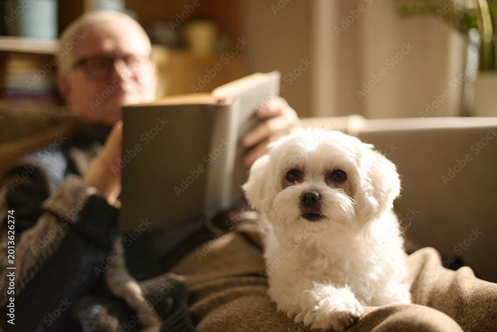 Φωτογραφία Senior man reading book on sofa while small dog resting in foreground, symbolizing companionship and leisure