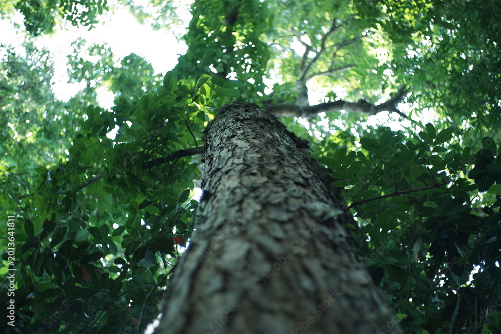Fototapeta premium Low-angle view of a tall tree trunk with rough, textured bark rising into a dense green canopy, sunlight filtering through leaves creating soft bokeh light.