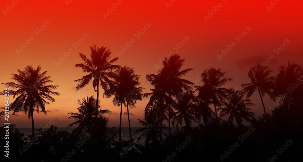 Obraz premium The Summer orange colorful theme with palm trees leaf background as texture wallpaper frame image background
