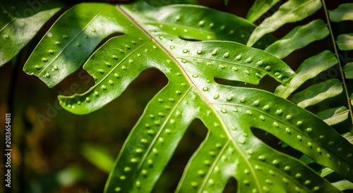 Obraz na płótnie Top view of a green fern leaf showing bumpy sori on the surface