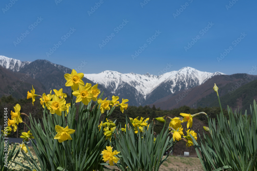 Fototapeta premium 駒ケ根の水仙と残雪の中央アルプス
