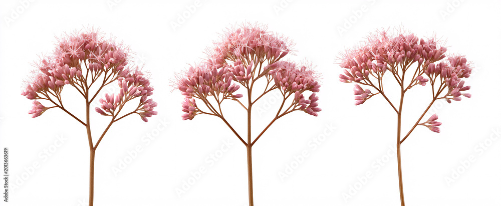 Fototapeta premium Eupatorium fistulosum blooms evoke beauty and serenity against a clean white backdrop.