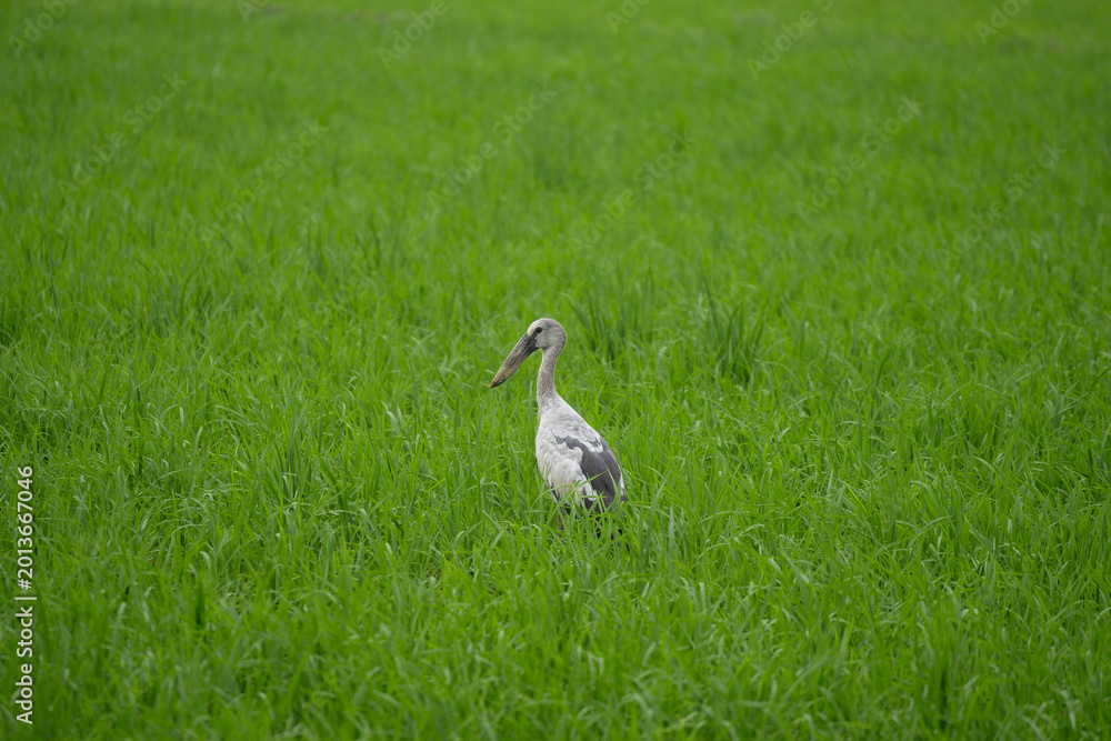 Obraz premium Asian open bill stork on farm field 