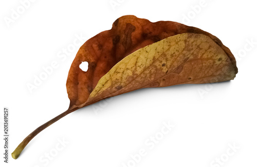 Obraz na plátně Isolated decaying leaf