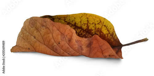 Fotografía Isolated decaying leaf