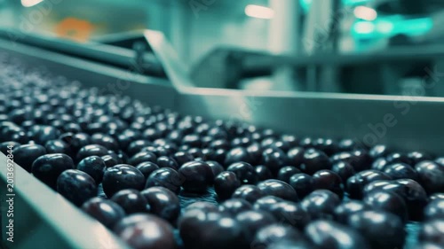 Freshly picked plums sorting and cleaning on an automated conveyor line within a modern agricultural food processing facility for quality control and packaging