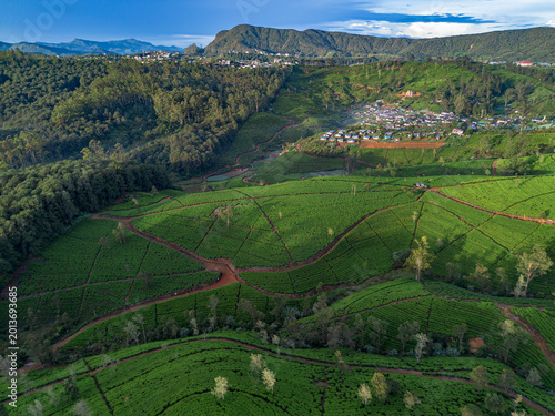 Scenic drone view of the famous Ceylon tea gardens under a blue sky. Aerial view of rolling green tea plantations in Nuwara Eliya, Sri Lanka. 