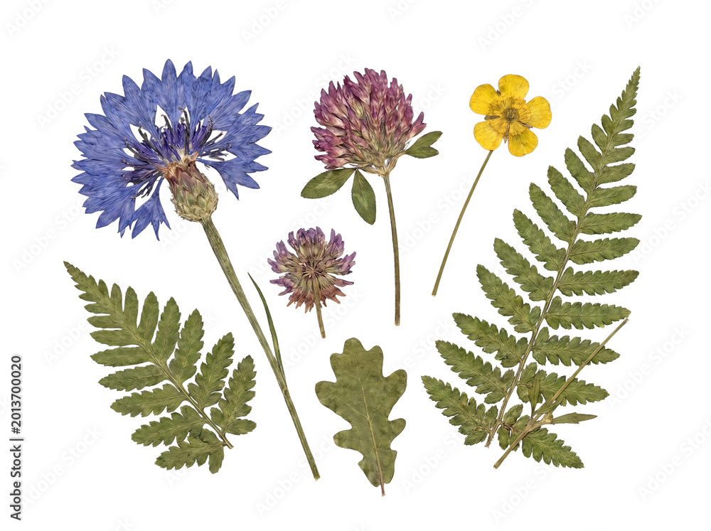 Fototapeta premium Isolated transparent PNG of various pressed flowers and dried botanical elements, including blue cornflower, clover.