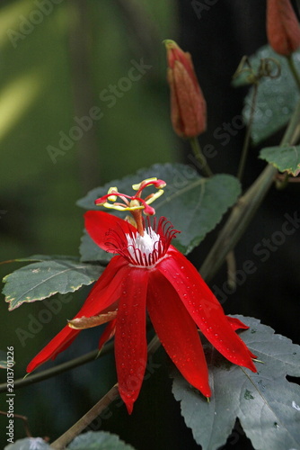 Foto Rote Passionsblume (Passiflora vitifolia)