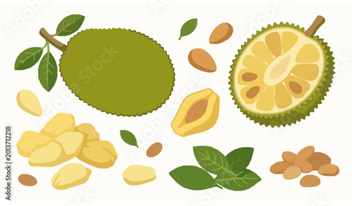 Vászonkép Minimal jackfruit vector whole sliced tropical fruit illustration