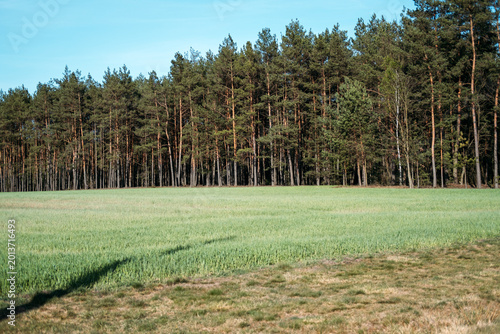 Φωτογραφία Green field borders dense coniferous forest under clear blue sky