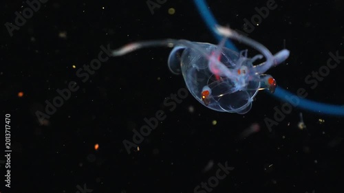 Dynamic macro tracking shot of a transparent glass squid showing colorful internal organs, digestive gland, and tiny suckers on its tentacles during a blackwater dive in the dark ocean
