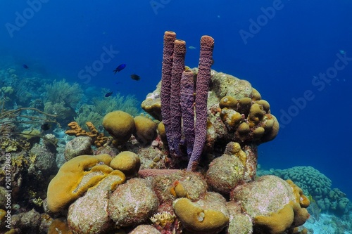 Tropical coral reef with the swimming fish and purple sea sponge. Vivid seascape, healthy marine life. Underwater photography from scuba diving on reef. Sponge and aquatic wildlife.
