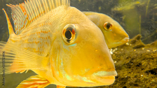 Bild auf Leinwand Golden yellow cichlid swimming in a freshwater aquarium, fins and scales catchin