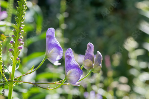 トリカブトの花のクローズアップ
